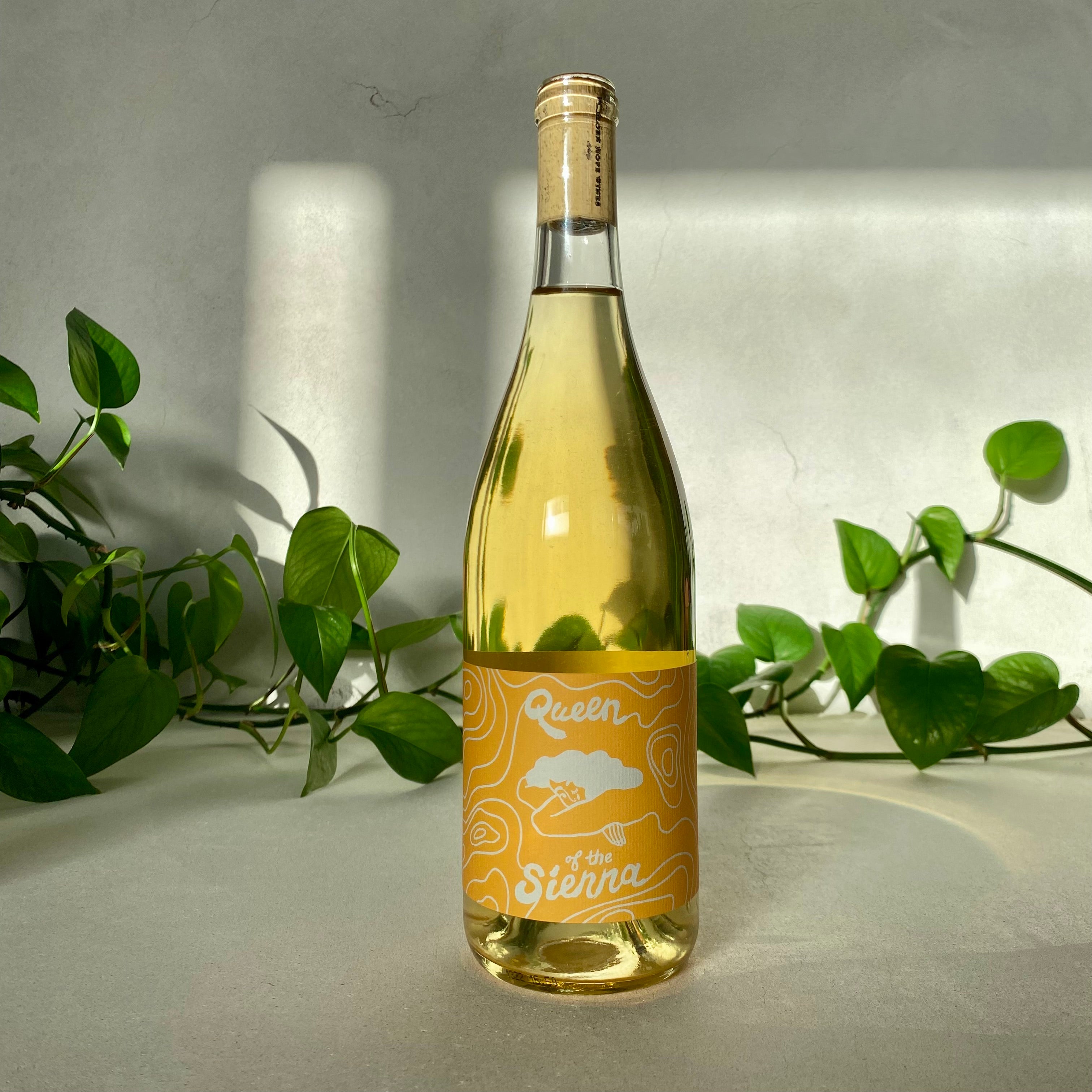 Forlorn Hope - Queen of the Sierra White - Sierra Foothills, California