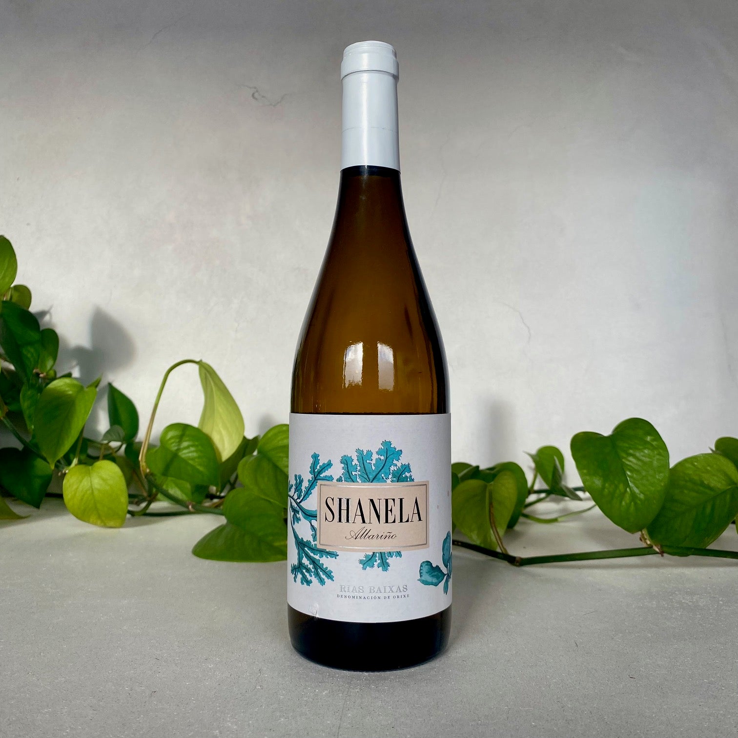 Shanela - 'Bilar' Albarino - RIas Baixas, Spain