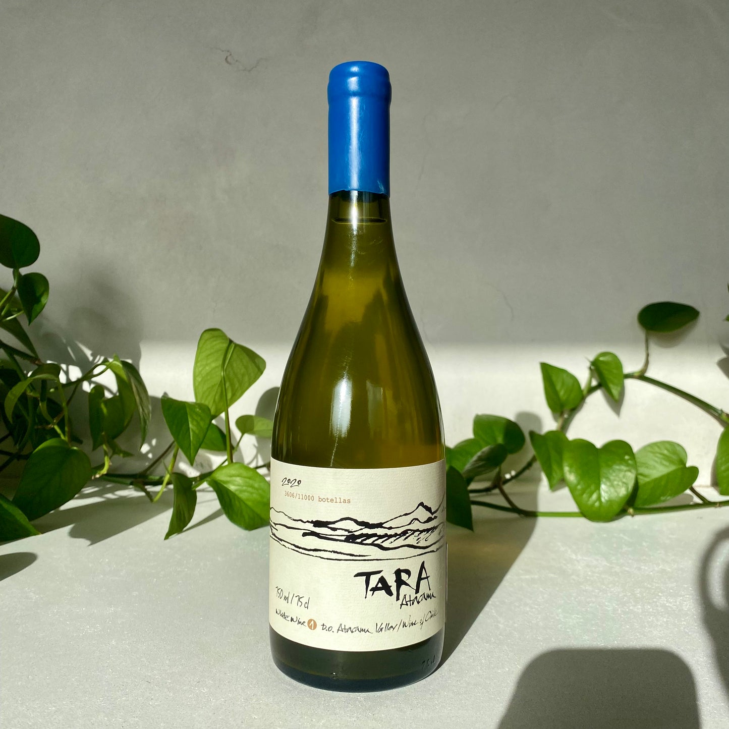 Ventisquero - 'Tara' Chardonnay - Atacama, Chile